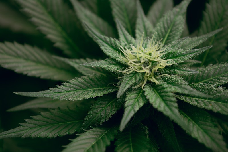 Klonetics Plant Science Inc Provides Canadian Licensed Producers Access to the Largest Breeder-certified Cannabis Strain Catalogue in the World