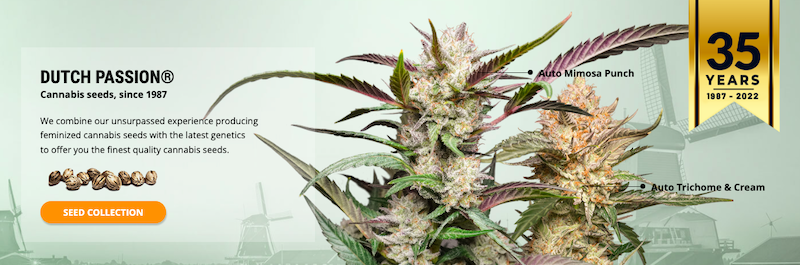 Dutch Passion Enters the Canadian Legal Cannabis Market