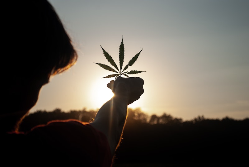 The Green Organic Dutchman Launches Summer 2022 Products at OCS