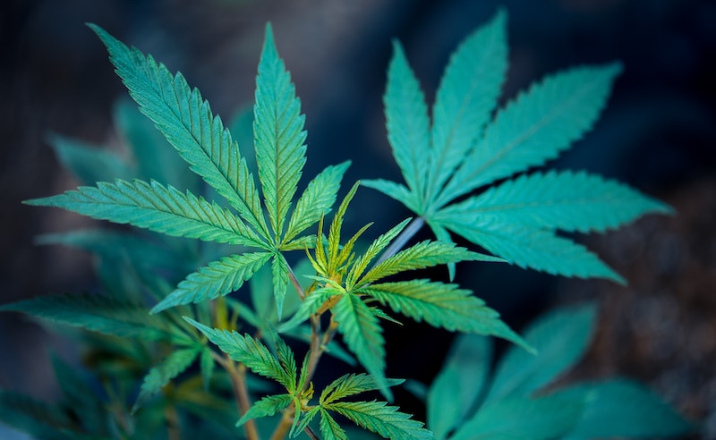 Labstat Inc., A Certified Group Company, Highlights Need for Enhanced Cannabis Regulations to Protect Consumers
